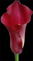 Deep chrisom calla lilies for your bridal bouquet