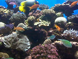 Atlantis Hotel Aquarium in the Caribbean