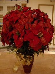 christmas centerpiece of poinsettias