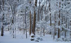 Snow covered trees while on your honeymoon