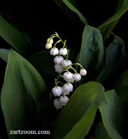  Lily of the Valley Centerpiece Picture