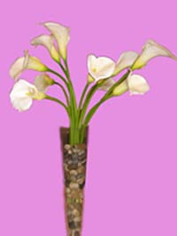 Calla Lily Centerpiece with rocks