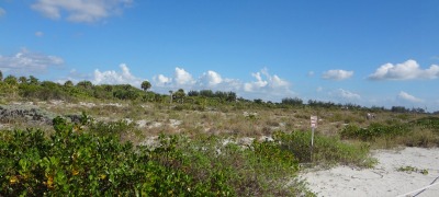 Honeymoon Island Beach