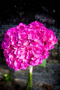 Bright pink bridal bouquet