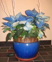 Blue poisettias offset with a blue planter