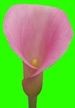 Pink Calla Lily for a beautiful  bridal bouquet