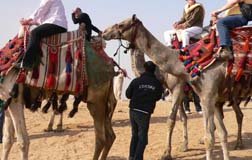 Enjoy a camel ride in Egypt