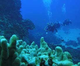 Scuba diving in Honeymoon Island is fantastic